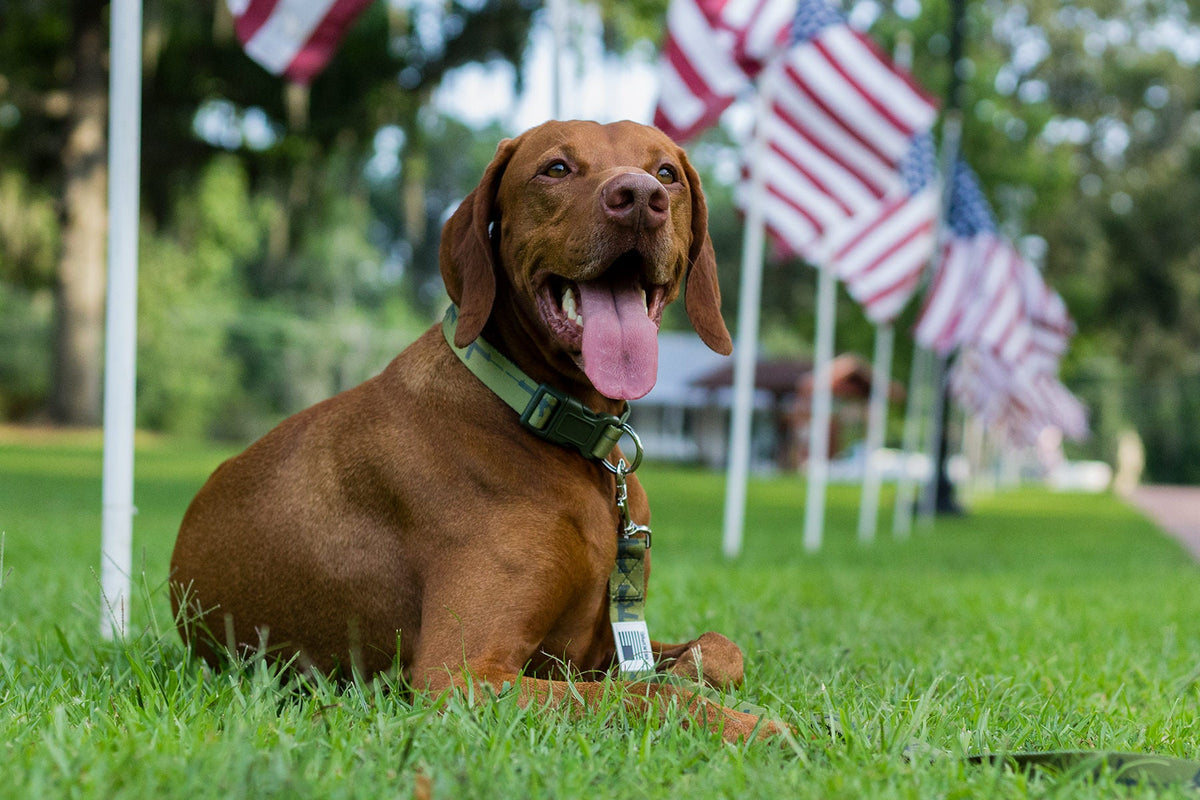 Gifts for Pets and Pet Lovers