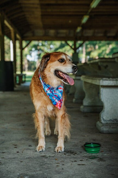 K9 Bandanas - Nine Line Apparel